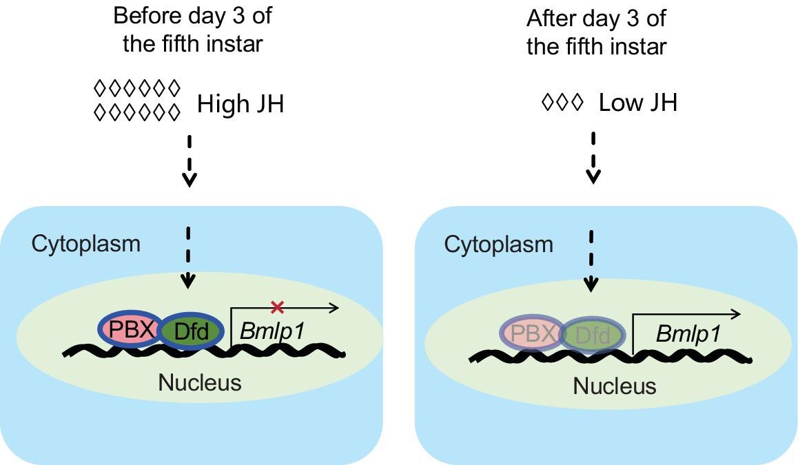 PBX and Dfd cooperatively regulate stage-specific expression of 30 K protein BmLP1 in Bombyx mori