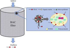 Inhibitory effects of biofilms on the adsorption of per- and polyfluorinated alkyl substances by biological activated carbon in practical drinking water treatment plants