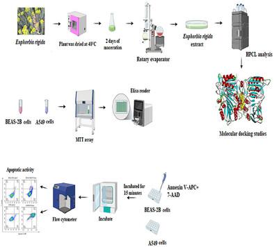 Flow Cytometry and Gene Expression Modulation by Euphorbia rigida Methanol Extract in A549 Lung Cancer Cells: Induction of Apoptosis Through Bax, Caspase-9, and Bcl-2 Pathways
