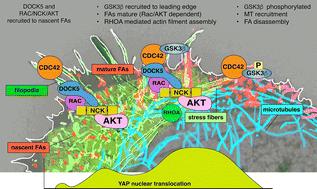 Integration of focal adhesion morphogenesis and polarity by DOCK5 promotes YAP/TAZ-driven drug resistance in TNBC†