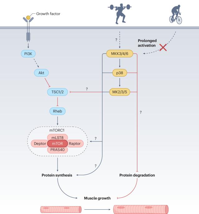 Mechanically sensitive MAPK signalling mediates resistance exercise-induced muscle growth