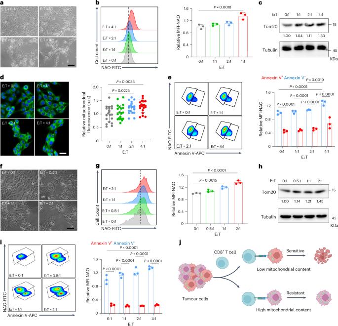 Nanoinducer-mediated mitochondria-selective degradation enhances T cell immunotherapy against multiple cancers