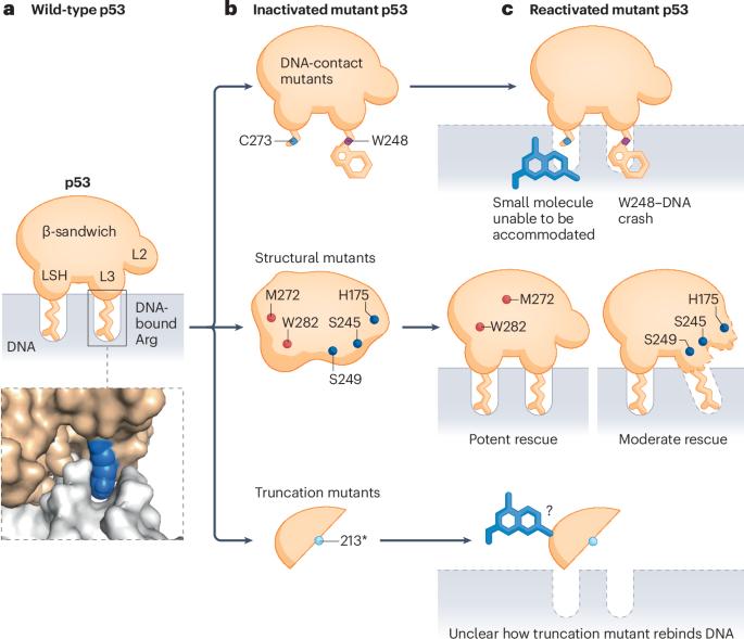 Heterogeneity of TP53 mutations necessitates differentiation with p53-rescue therapies