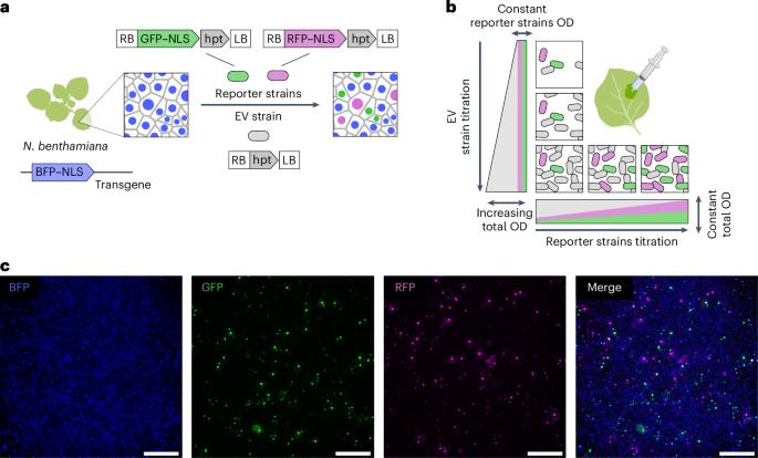 Quantitative dissection of Agrobacterium T-DNA expression in single plant cells reveals density-dependent synergy and antagonism