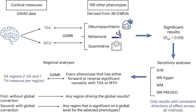 Dissecting causal relationships between cortical morphology and neuropsychiatric disorders: a bidirectional Mendelian randomization study