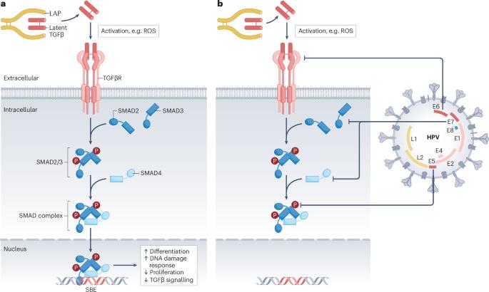 Revisiting the TGFβ paradox: insights from HPV-driven cancer and the DNA damage response