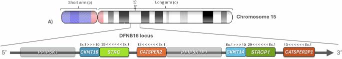 Refining the detection of complex rearrangements in 15q15.3 region involving the STRC gene in hereditary hearing loss patients