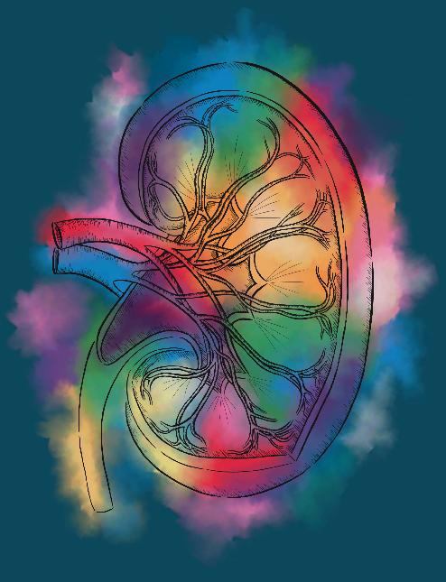 The effects of sex hormone therapy on kidney function