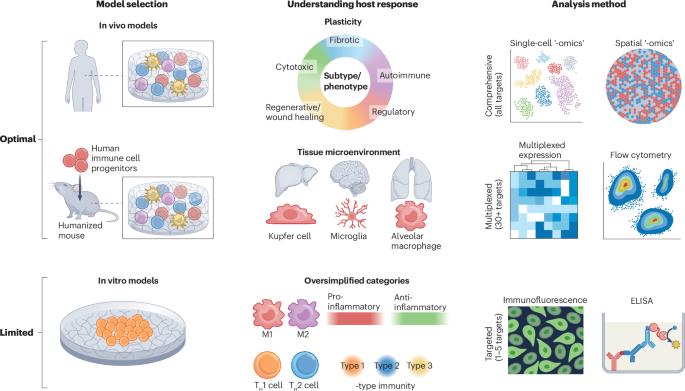 Oversimplified immunology is holding biomaterials back