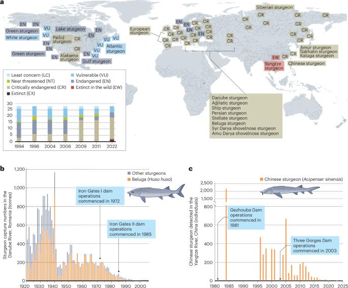 Learn from Chinese examples to save endangered sturgeons from hydropower dams