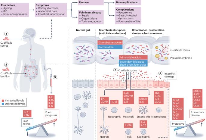 The role of the enteric nervous system in the pathogenesis of Clostridioides difficile infection