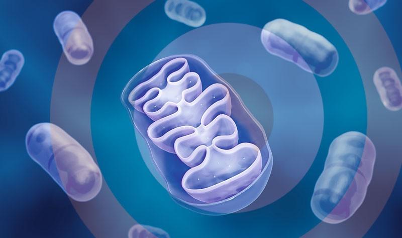Ramping up mitochondrial DNA replication