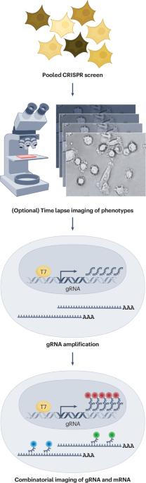 Investigating spatial gene circuits and gene–phenotype mechanisms with Perturb-FISH