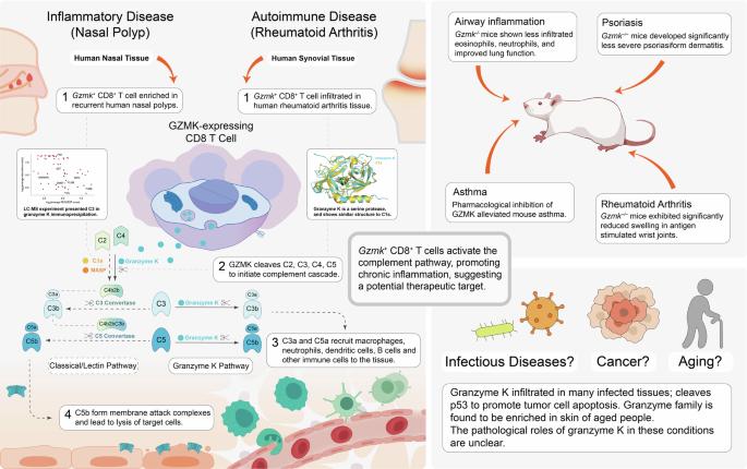 Cytotoxic T cells meet complement: granzyme K as a new initiator of inflammation