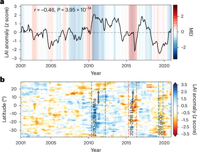 Global mangrove growth variability driven by climatic oscillation-induced sea-level fluctuations
