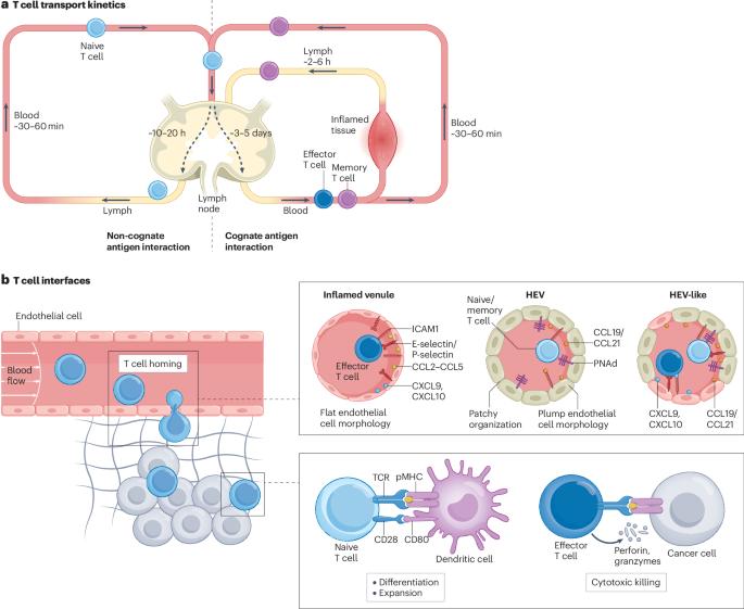 Interfacial T cell engineering