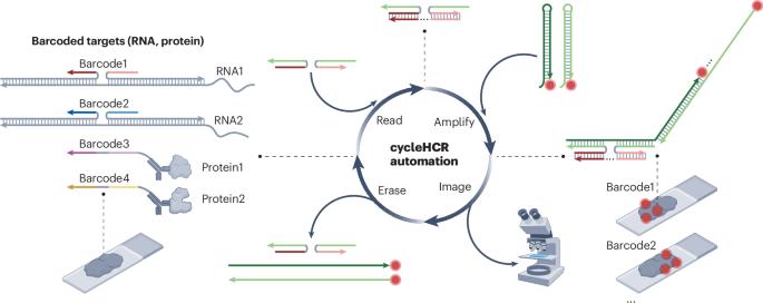 High-resolution imaging of RNA and proteins in thick tissues using cycleHCR