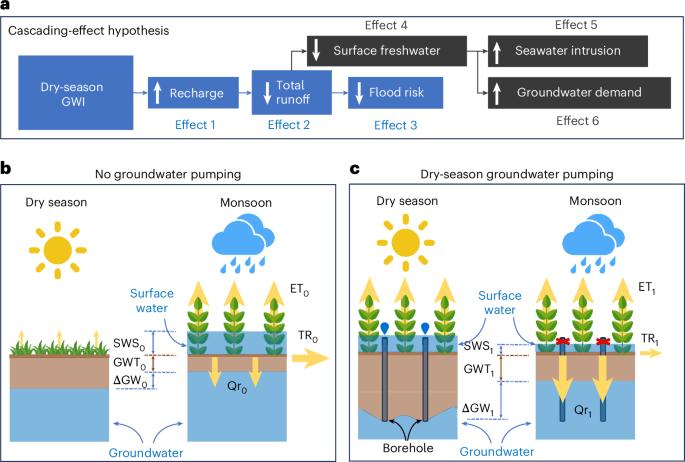 Deltaic freshwater scarcity driven by unsustainable groundwater-fed irrigation