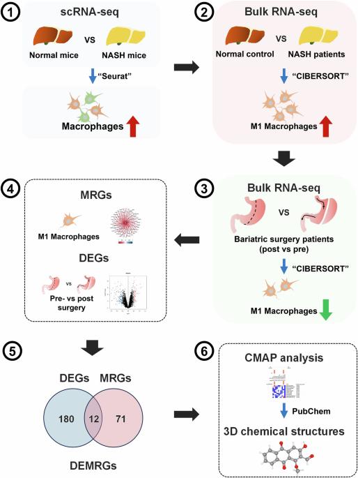 Macrophage inhibition in the alleviation of nonalcoholic steatohepatitis caused by bariatric surgery