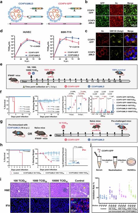Mucin-like protein of Crimean-Congo hemorrhagic fever virus is a key virulence factor and a potent target for developing novel attenuated vaccine