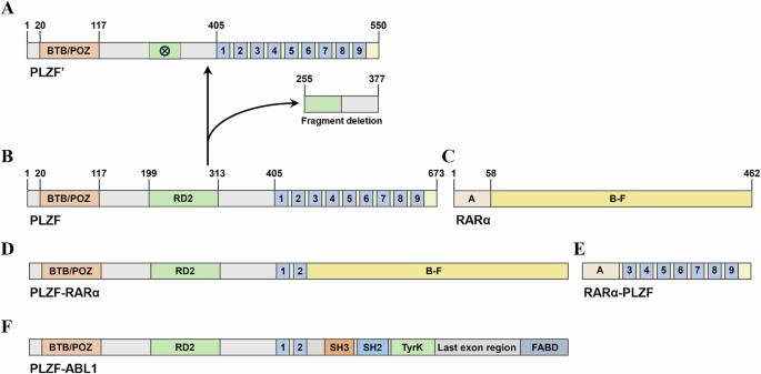 Old versus new: upstream and downstream of promyelocytic leukemia zinc finger protein