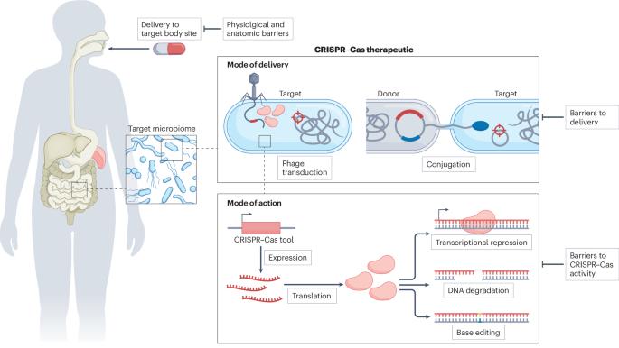 CRISPR–Cas therapies targeting bacteria