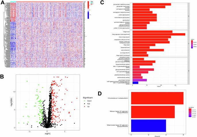 A Golgi apparatus-related signature predicts the immune microenvironment and prognosis of gastric cancer