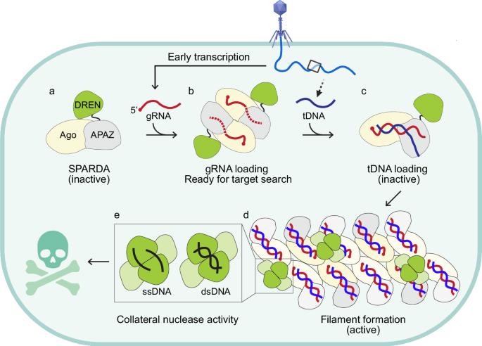 Filament assembly powers NbaSPARDA in bacterial defense