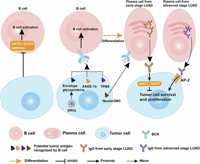 The role of B cell immunity in lung adenocarcinoma