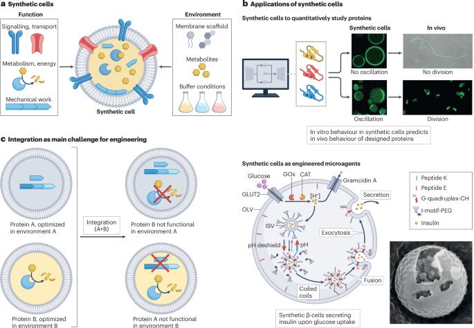 Protein design and optimization for synthetic cells