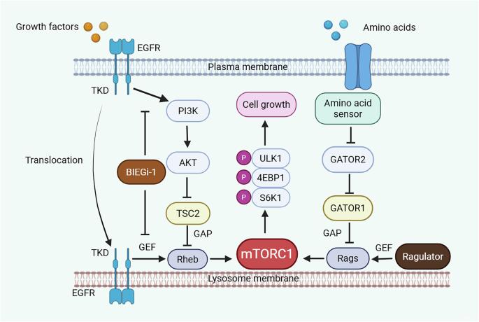 Lysosomal EGFR functions as a GEF for Rheb
