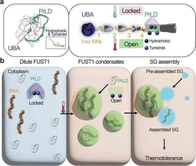 FUSTer than stress granules: a prion-like domain warns plants of heat