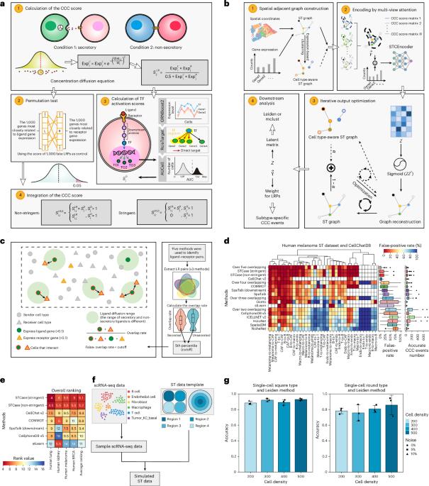 Interpretable niche-based cell‒cell communication inference using multi-view graph neural networks