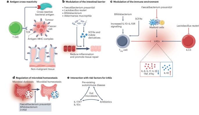 Roles of the gut microbiota in immune-related adverse events: mechanisms and therapeutic intervention