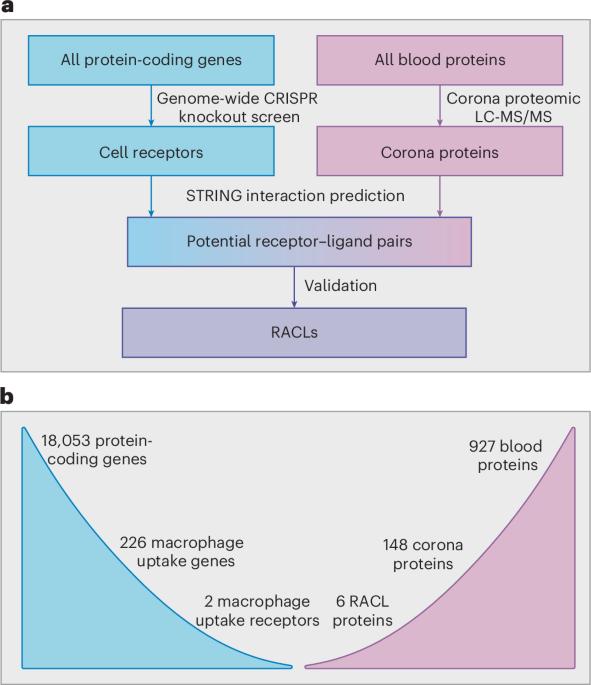 Discovering nanoparticle corona ligands for liver macrophage capture