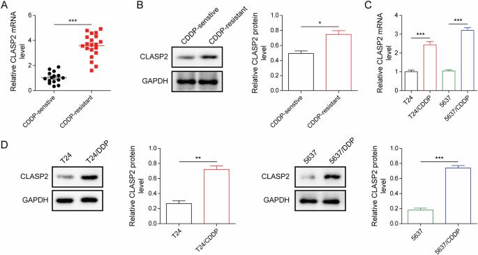KHSRP promotes the malignant behavior and cisplatin resistance of bladder cancer cells through the CLASP2/MAPRE1 axis