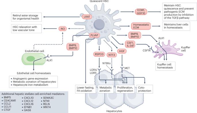 Hepatic stellate cells: balancing homeostasis, hepatoprotection and fibrogenesis in health and disease