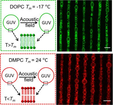 Response of Giant Unilamellar Vesicles (GUVs) in Acoustic Field