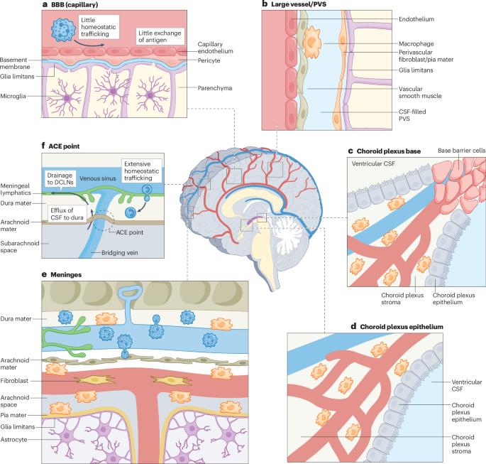 Redefining CNS immune privilege