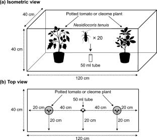 Plant preference of Nesidiocoris tenuis (Hemiptera: Miridae) between tomato and a banker plant, Cleome hassleriana