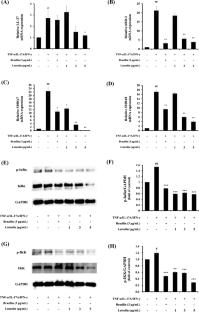 Therapeutic potential of phytochemical luteolin in restoring skin barrier by inhibiting antimicrobial peptides associated with TRAF6/TAK1/IKK/IκB in psoriasis-like HaCaT models