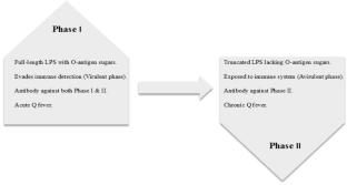 Overview of the Q fever vaccine development: current status and future prospects