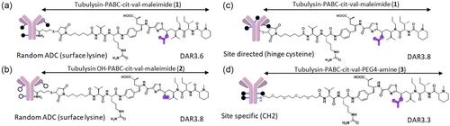 The Impact of Conjugation Mode and Site on Tubulysin Antibody-Drug-Conjugate Efficacy and Stability