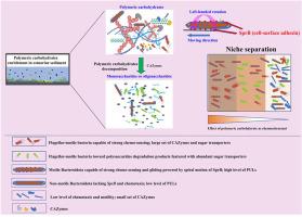 Degradation of polymeric carbohydrates coupled with cellular motility driving microbial niche separation in the Pearl River Estuary surface sediment