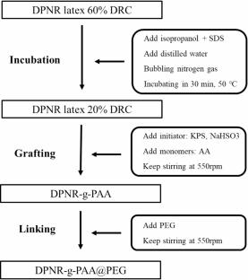 Water adsorption behaviour of polyacrylic acid grafted and polyethylene glycol crosslinked deproteinised natural rubber