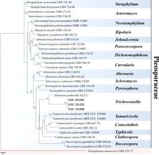 Occurrence of Trichoconiella padwickii causing leaf blight on rice (Oryza sativa L.) in China and its phylogenetic analysis