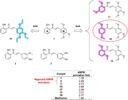 AMPK Activation by 2′-Hydroxy-2,4,5-Trimethoxychalcone Derivatives in Podocyte Cells