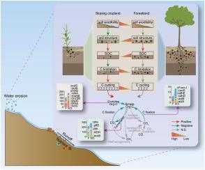 Soil erosion accelerates carbon cycling as a response to carbon limitation in erosion-prone sloping cropland