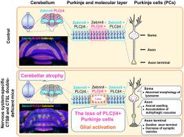 Uncovering the Unique Roles of Cathepsins B and L in Purkinje Cells Using Nervous System–Specific CTSB and CTSL Double-Deficient Mice