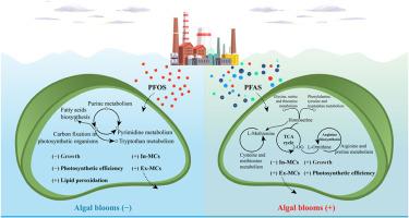 Metabolomic analysis reveals contrasting effects of PFOS and PFAS on cyanobacterial bloom and metabolic pathways in eutrophic water